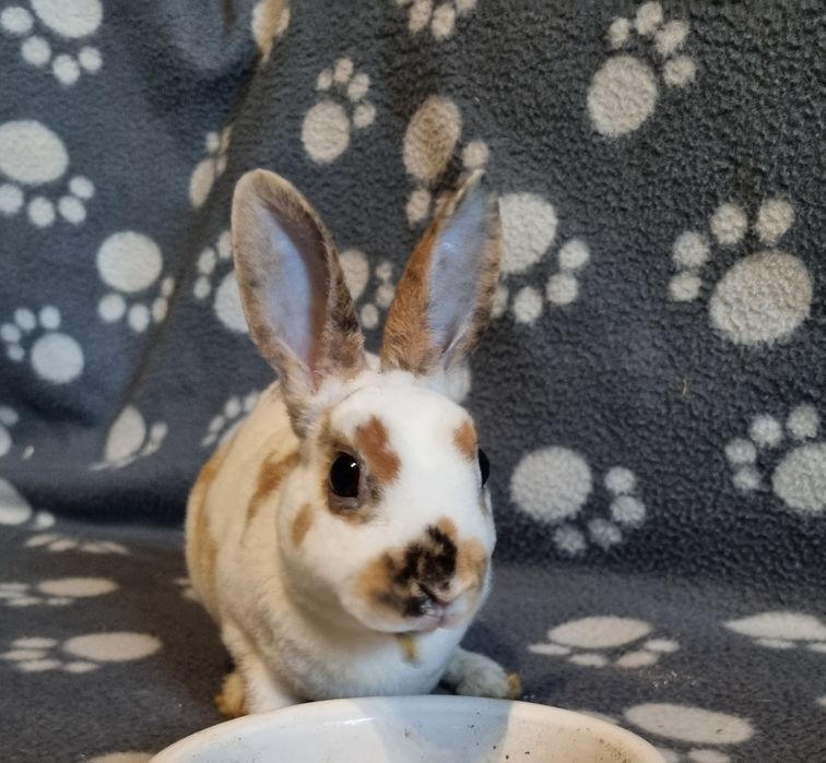Królik pluszowy mini rex