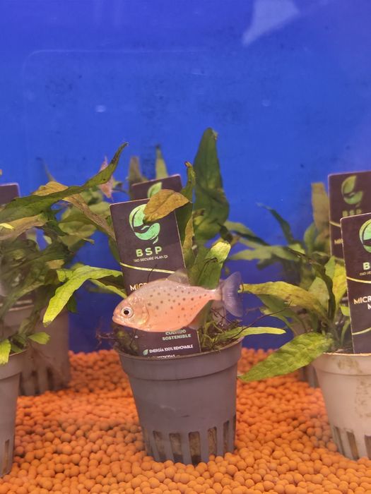 Piranha Vermelha Amazónica