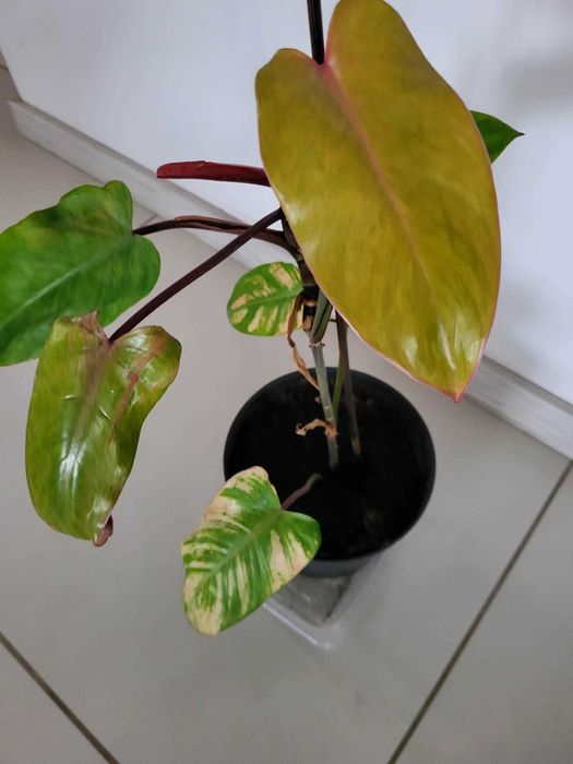 Philodendron Painted Lady