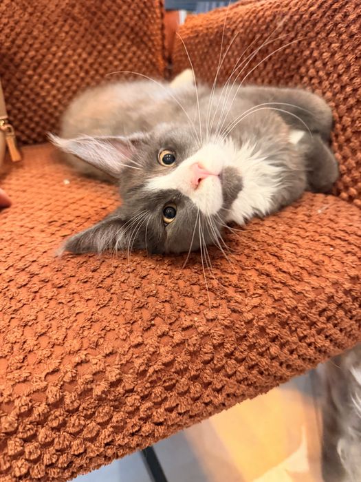 Kot maine coon kocur
