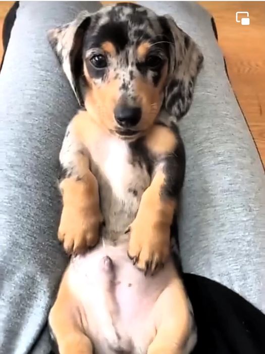 Мраморні таксята з доставкою в Польщу.