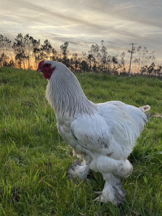 Galo Light Brahma Azul Com 8 Meses