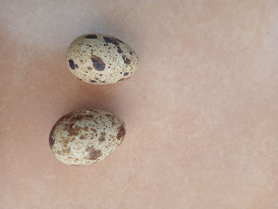 Ovos codorniz de voo