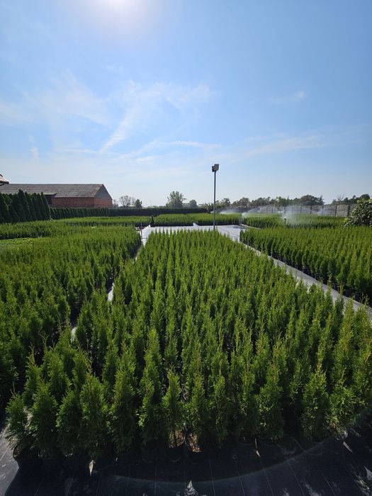 Tuja Tuje Szmaragd 95 cm 3 l. Dowóz PRODUCENT KORA