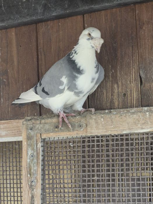 Gołebie Staropolskie