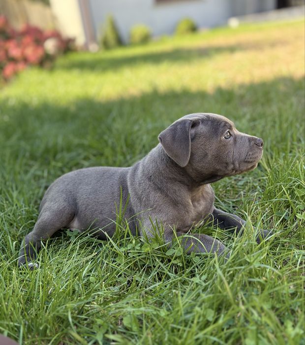 Staffordshire Bull Terrier -Staffik