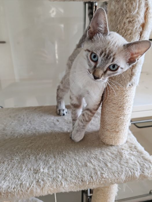 Gatinho macho 2 meses e meio