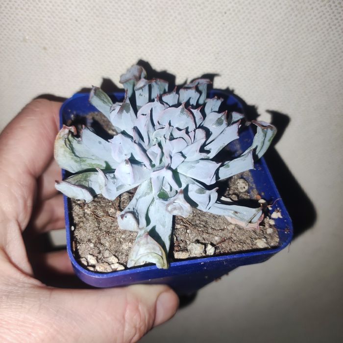 Продаж crassula різні