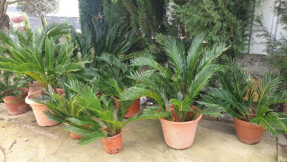 Vendo sicas azevinhos e pinheiros mansos