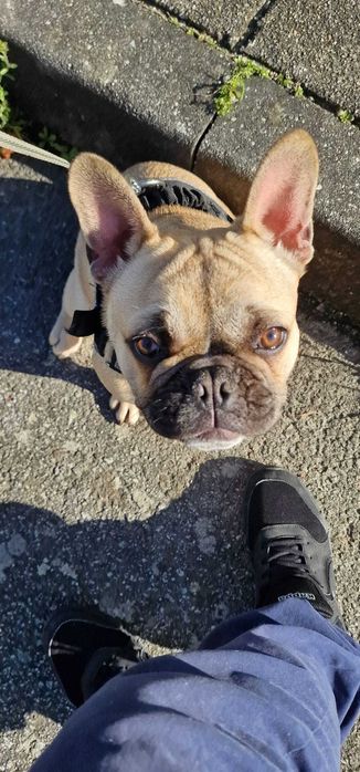 Bulldog francês Fêmea