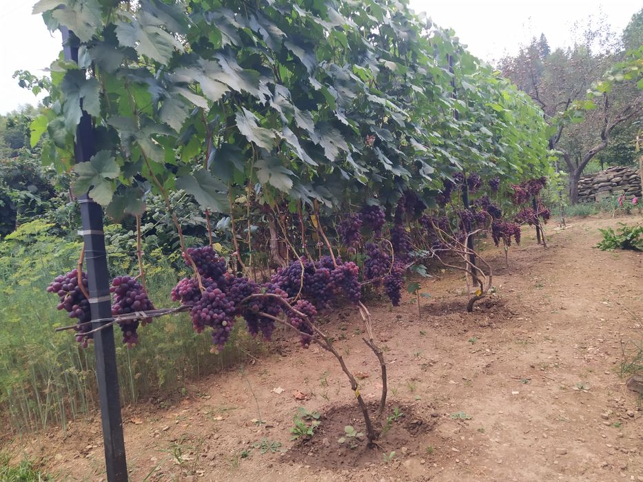 Продам чубуки і саджанці винограду.