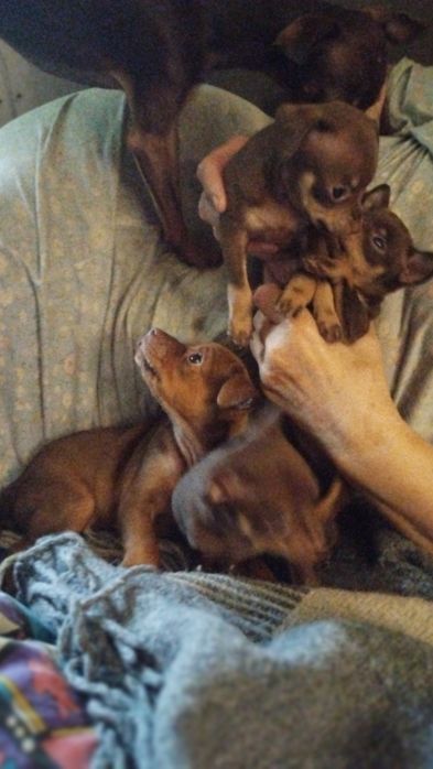 Цуценята Той-тер'єр