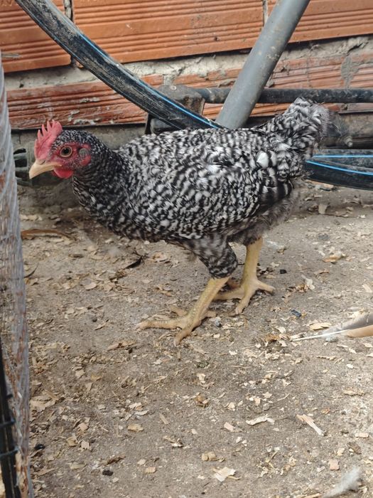 Frango pedrês portuguesa