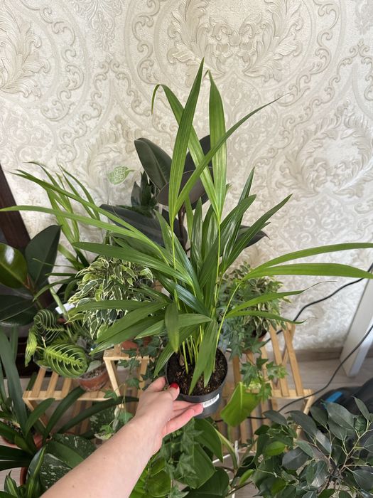 Кімнатні квіти Рослини