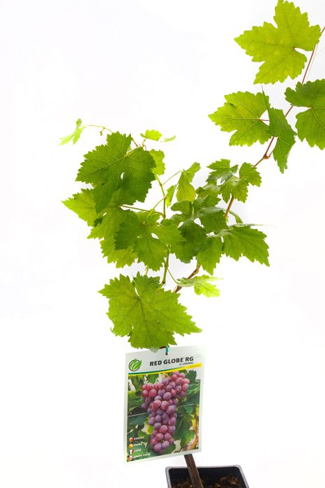 Videiras Enxertadas Uvas de Mesa