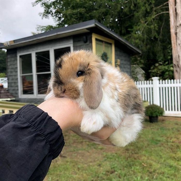 Декоративный карликовый кролик, вислоухий крольчонок