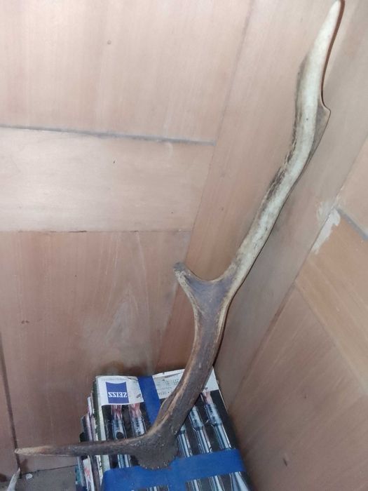 Poroże - Rogi - Jelenia - Zrzut - Trofeum