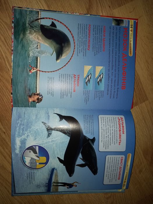 Кити та дельфіни