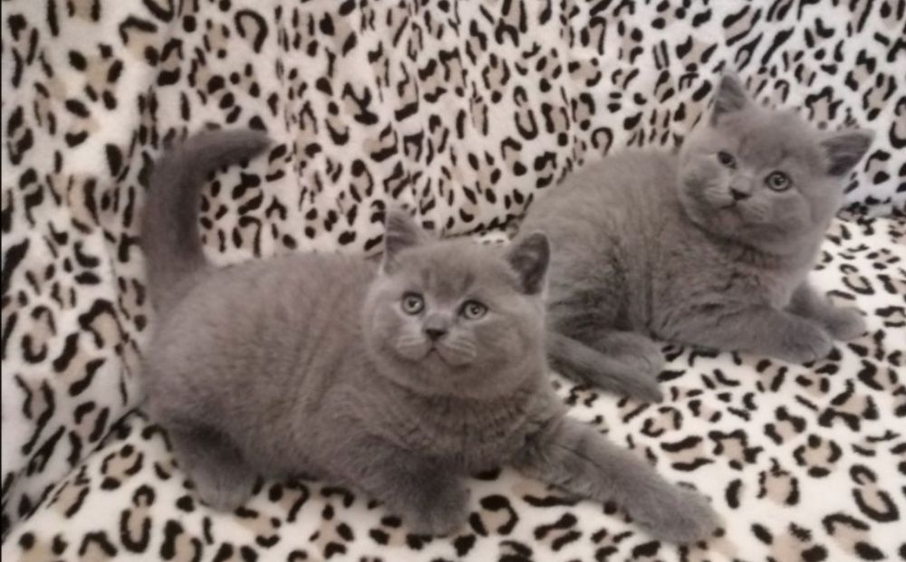 Гарний висловухий котик на вязку