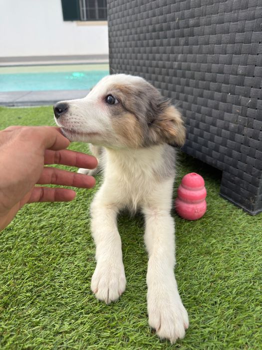 Border collie blue merle femea 2 meses