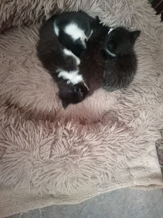 Кошенята у люблячі родини