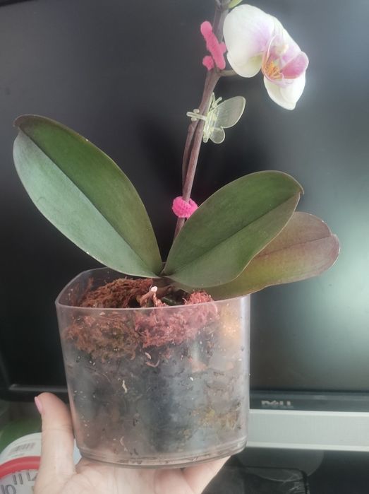 Орхідея фаленопсіс