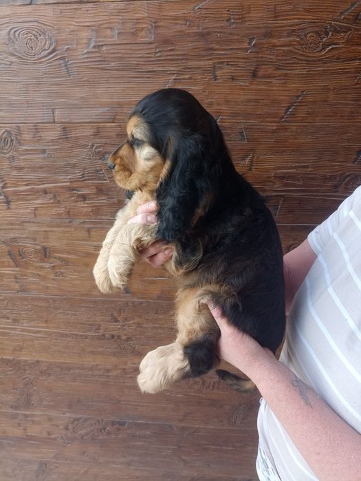 Cocker spaniele do odbioru ok 20.08 ostatnia suczka