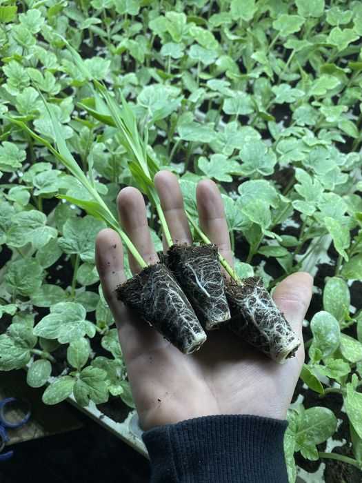Розсада суперсолодкої кукурудзи камберленд біколор
