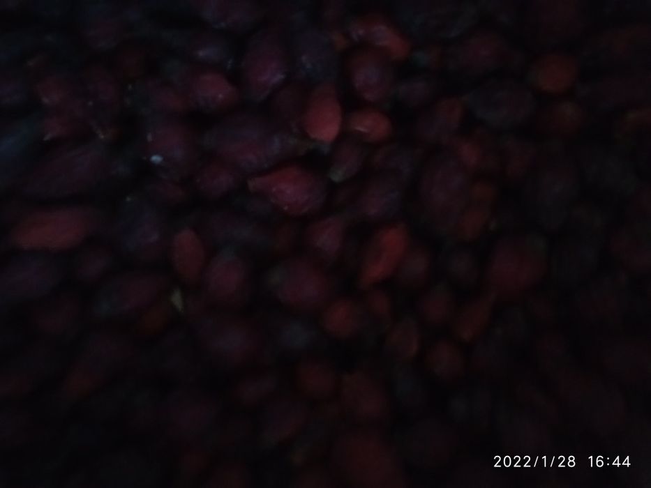 Шипшина  шиповник