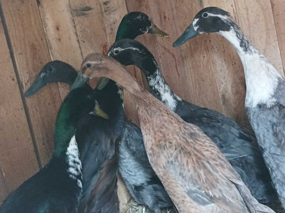 Witam sprzedam kaczki biegusy samce