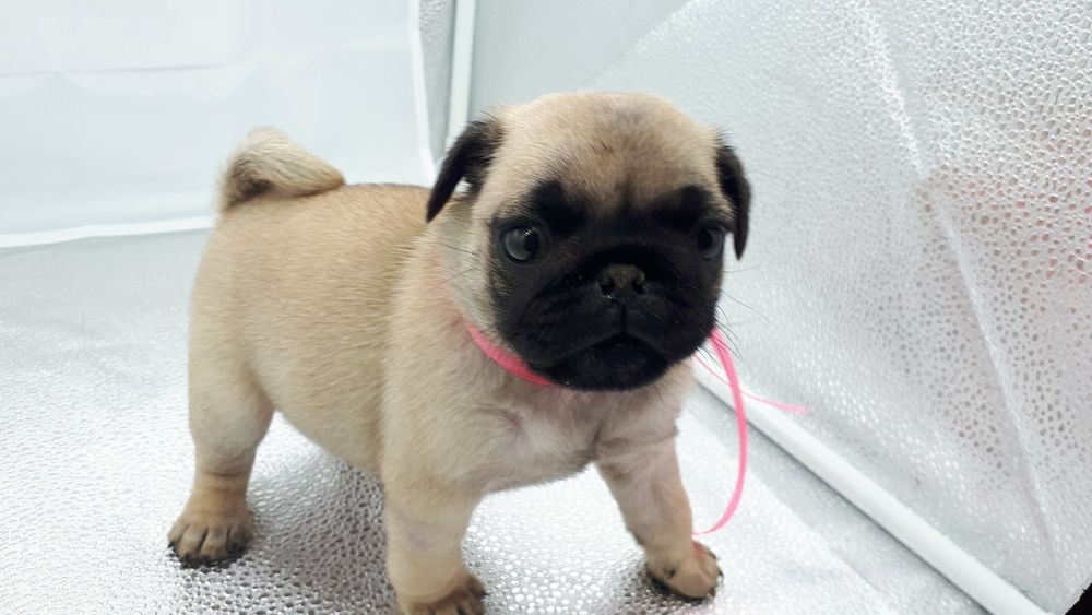 Мопс Льолік запрошує на вязку