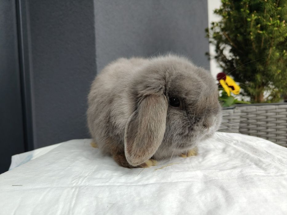Mini Lop królik samiec 7 miesięcy