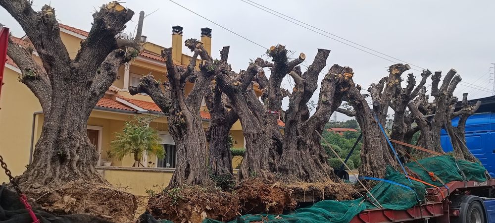 Oliveiras jardim