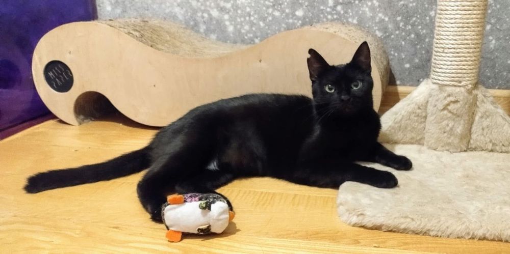 Malwa szuka kochającego domu