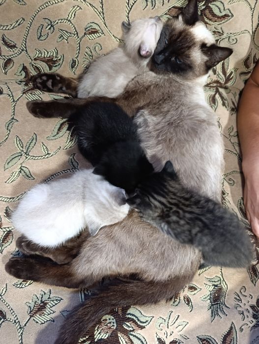 кошенята в добрі руки