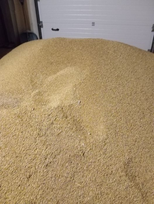 Продам ячмінь озимий, ярий,
