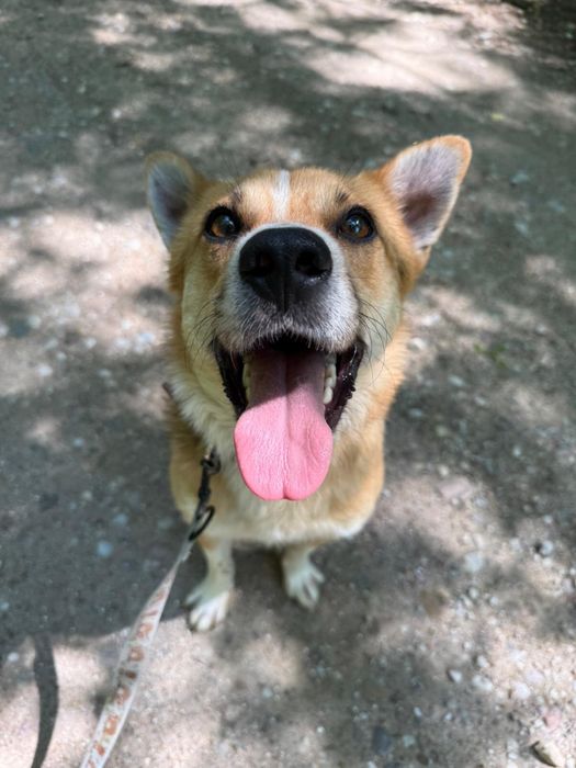 Pies pełen radości do adopcji – idealny na spacery