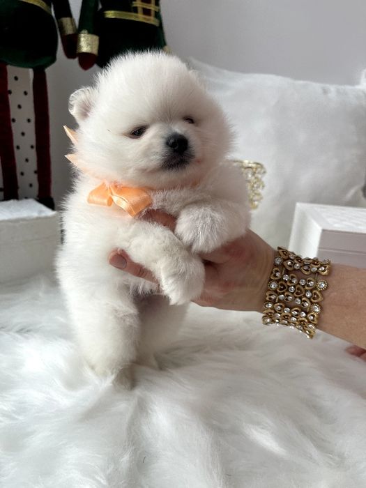 Померанські шпіци — Гарантовано закохаєтесь з першого погляду