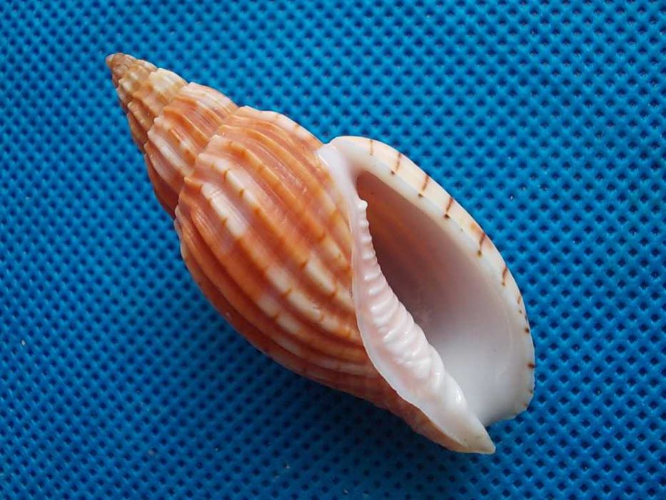 Muszle morskie- Lyria delessertiana