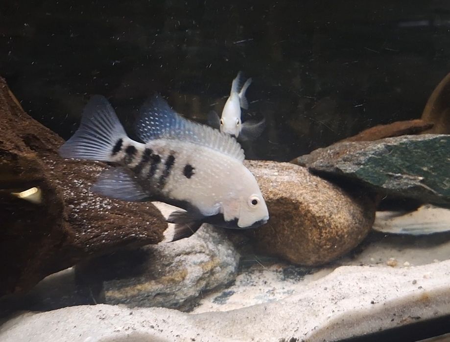 Pielęgnica Herichthys Tamasopoensis