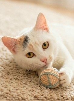Котенок Веснушка 8 мес  ищет дом!