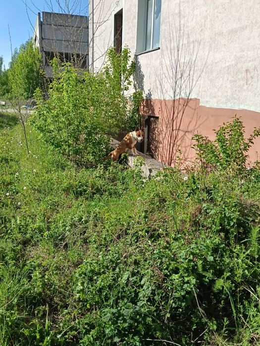 Стафтерєр песик продам