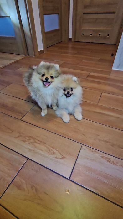 Miś pomeranian 3mc komplet szczepień