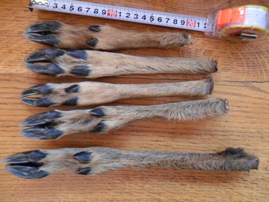 Козьи ножки ( козячі ніжки )