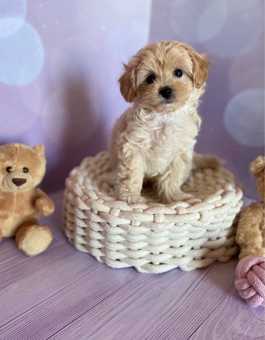 Короткий носик мини малыш Мальтипу Ф1 !!!