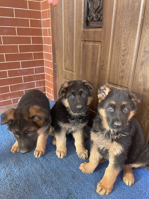 Продаються собаки німецька вівчарка