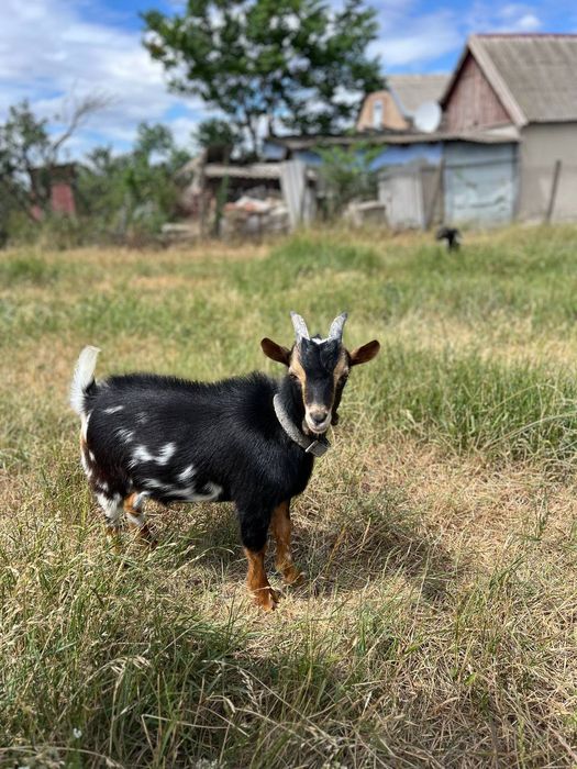 Продам козлика камерунской породы
