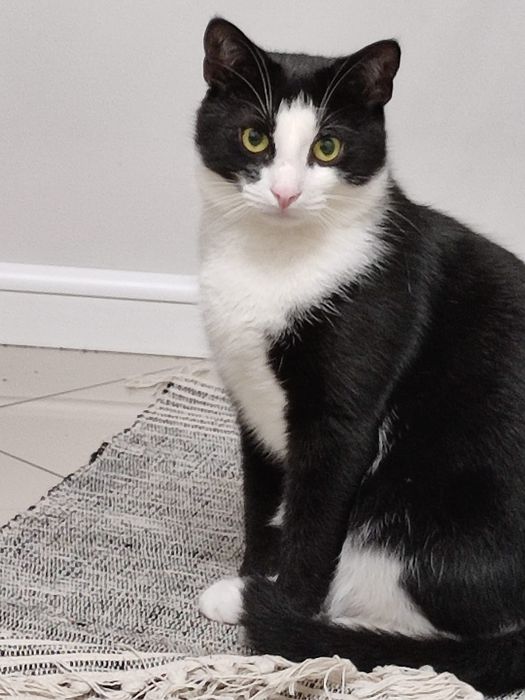 Zaginął kot Figo w Morągu