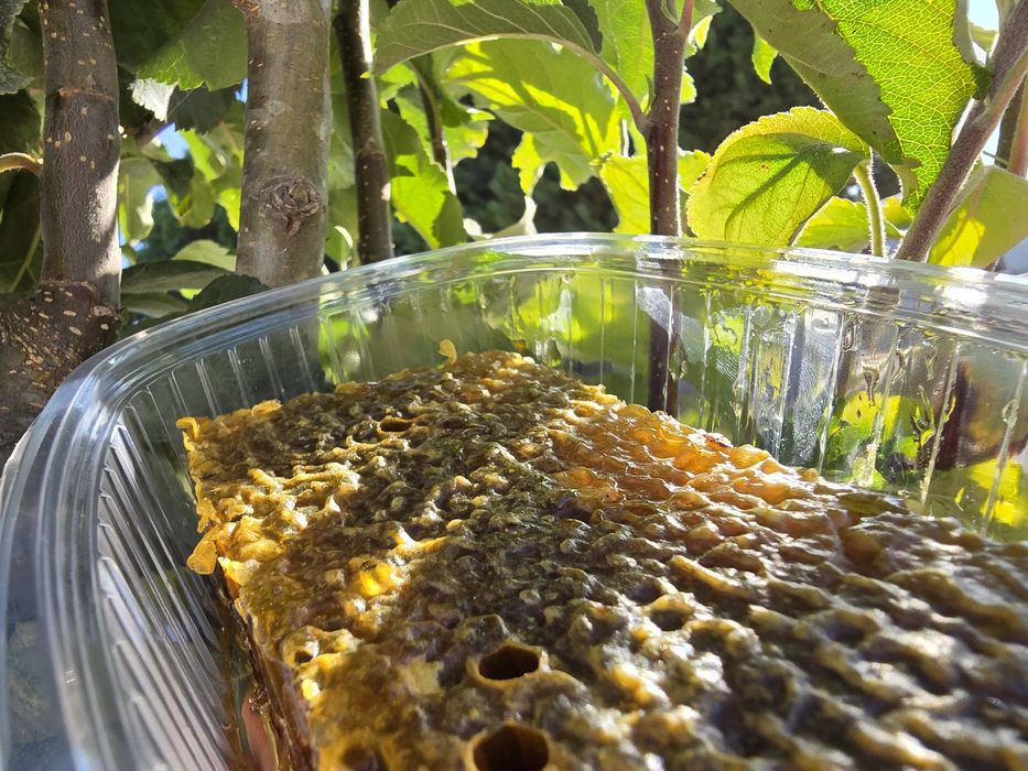 favo de mel  últimas  unidades eucalipto são multiflorados.  eucal