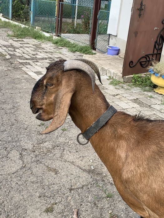 Продам козу (англо-нубийская)